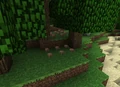 Mushrooms under tree.png
