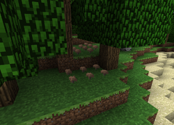 Mushrooms under tree.png