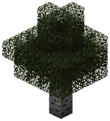 Осины (TerraFirmaCraft)