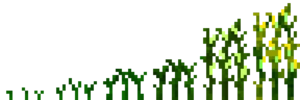 Кукуруза (фазы роста) (TerraFirmaCraft)