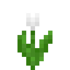 Белый тюльпан (до Texture Update)