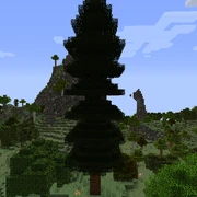 Дерево секвойи