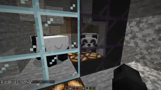 Две панды за стёклами