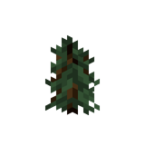 Еловый саженец