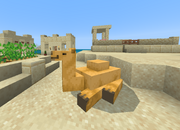 Camel village