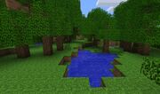 SeasonalForest.jpg