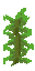 Kelp JE2
