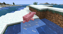 海豚 Minecraft Wiki 最详细的官方我的世界百科 海豚 Minecraft Wiki 最详细的官方我的世界百科
