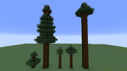 Taiga Trees