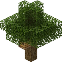 Oak Tree with Bee nest