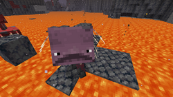 炽足兽 Minecraft Wiki 最详细的我的世界百科 炽足兽 Minecraft Wiki 最详细的我的世界百科
