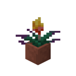 Potted Torchflower