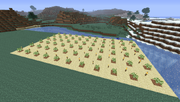 Birch Farming