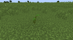 海带 Minecraft Wiki 最详细的官方我的世界百科 海带 Minecraft Wiki 最详细的官方我的世界百科