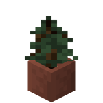 Potted Spruce Sapling