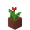 Potted Red Tulip