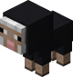 Baby Black Sheep
