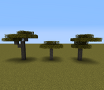 Acacia Trees