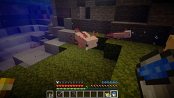 美西螈 Minecraft Wiki 最详细的官方我的世界百科 美西螈 Minecraft Wiki 最详细的官方我的世界百科