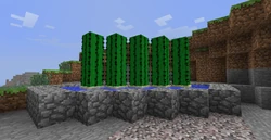 教學 仙人掌種植 Minecraft Wiki 最詳細的minecraft百科