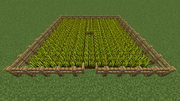 Wheat farm with fences