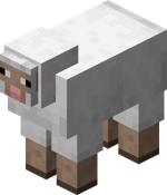 White Sheep