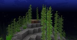 海带 Minecraft Wiki 最详细的官方我的世界百科 海带 Minecraft Wiki 最详细的官方我的世界百科