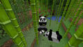 吃竹子的一群熊猫。