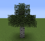 Birch tree