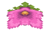 Spore Blossom (bottom view) JE1