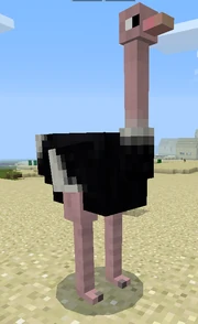 An Ostrich Mob 