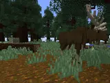 Moose