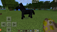 A Black Horse