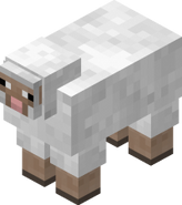 A sheep.