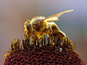 800px-Bees Collecting Pollen 2004-08-14