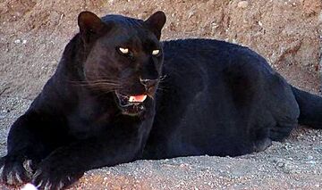 Black pumas wikipedia shop