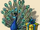 Peacock.png