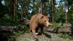 Bear (Meat), Miscreated Wiki