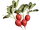 Radishes