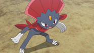 Weavile in the Pokemon Anime