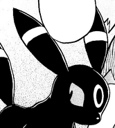 Umbreon in the Pokemon Manga