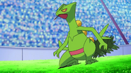 Sceptile in the anime