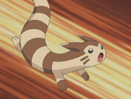 Furret in the Pokemon Anime