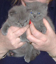 British shorthair bebes