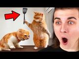 Funniest Animals On The Internet!