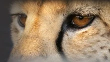Animal Super Senses