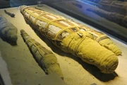 Cocodrilos de distintas edades momificados en honor a Sobek. El museo del cocodrilo, Asuán.
