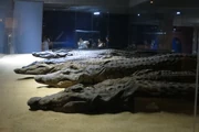 Cocodrilos momificados