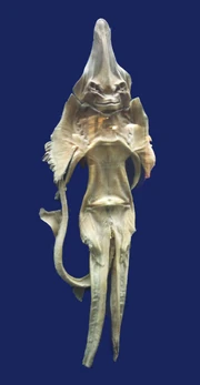 Una raya seca o Jenny Haniver