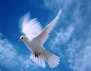 Paloma.jpg (17 kB) Paloma